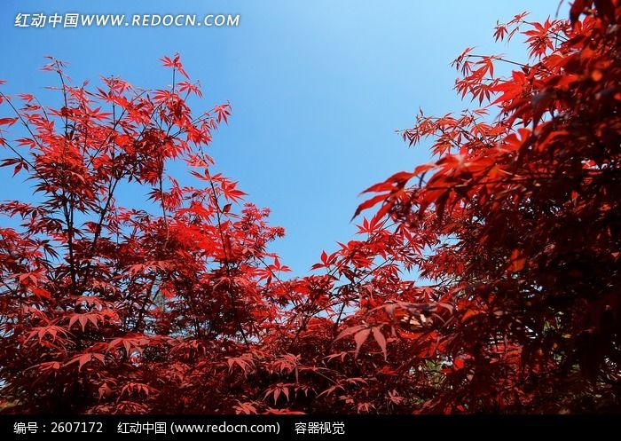 藍天映襯下的紅楓樹圖片,高清大圖_園林景觀素材