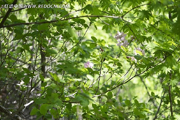 ������Ұ��