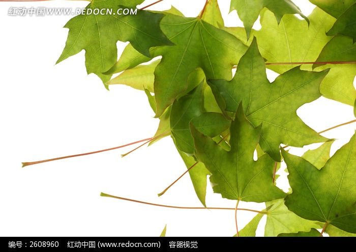 ��ɫ��ҶҶ������ͼƬ