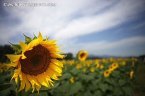 �����е����տ�