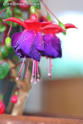 ��ɫ������