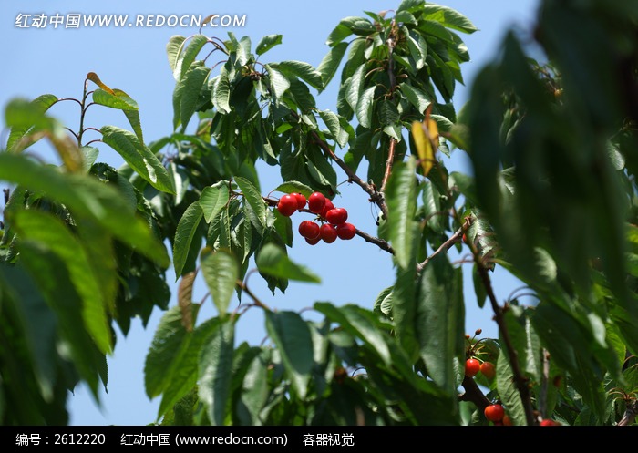 結滿櫻桃的櫻桃樹高清圖片下載_紅動中國