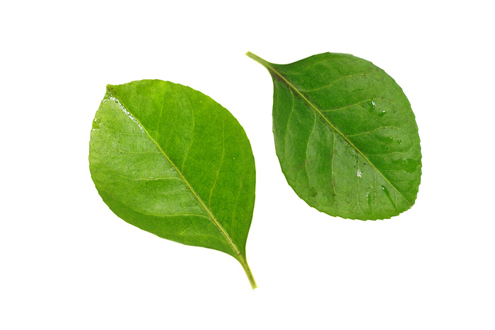 ��Ƭ��������ɫ��ҶͼƬ