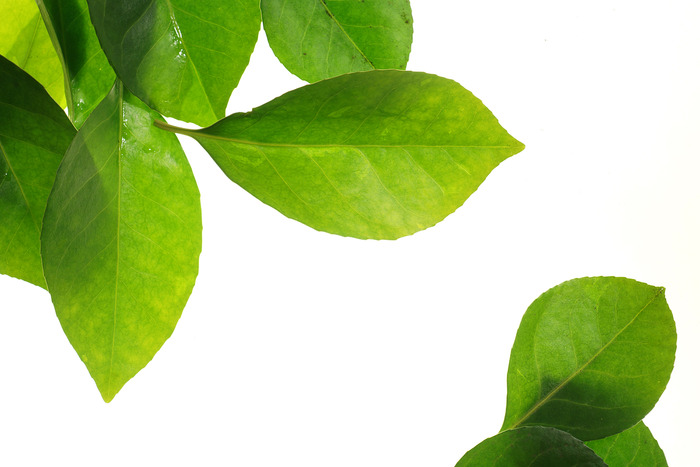 ��ɫ��Ҷ��������ͼƬ