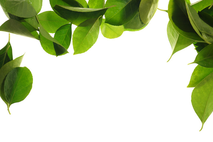 ��ɫ��Ҷ������ӰͼƬ