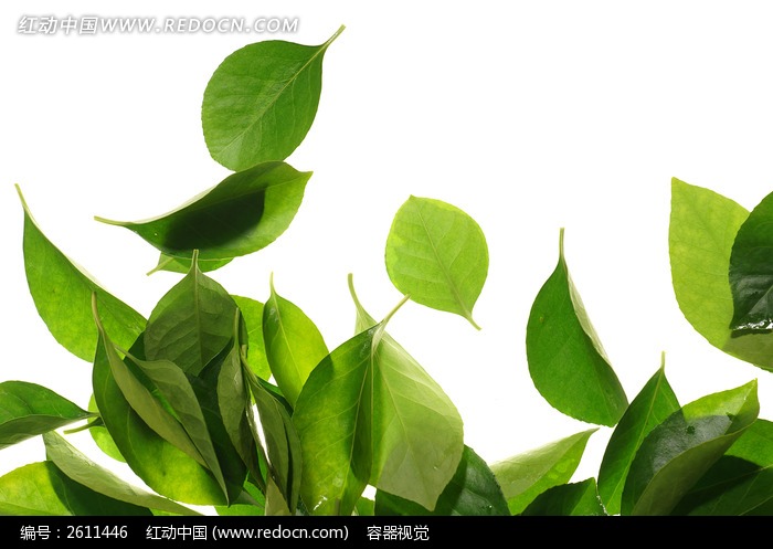 ��ɫ��ҶҶ�����ʸ���ӰͼƬ