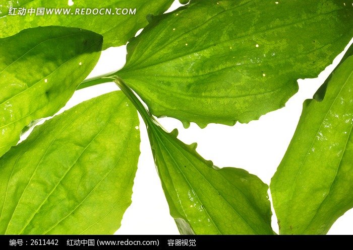 ��ɫҶ�����ʸд�ͼͼƬ