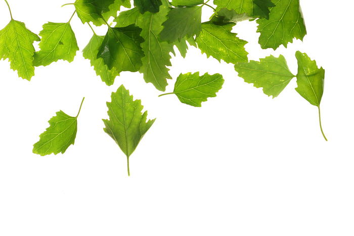 ��ɫ��ҶҶ�����ʸ���ӰͼƬ