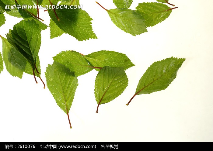 ��ɫ��Ҷ���ʸ�����ͼƬ