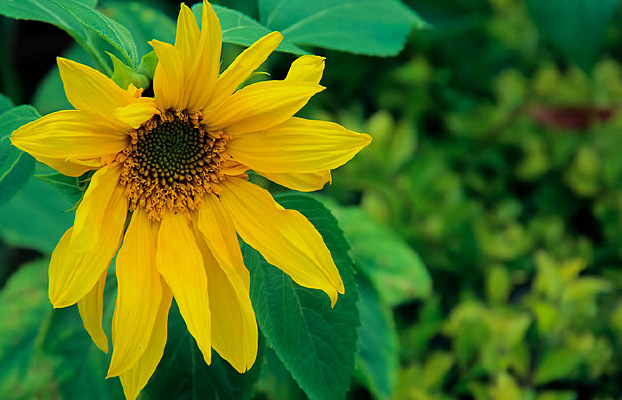 ��Ҷ����