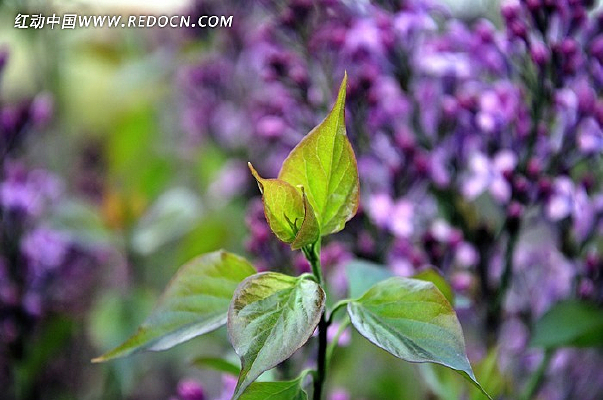 �����Ҷ��