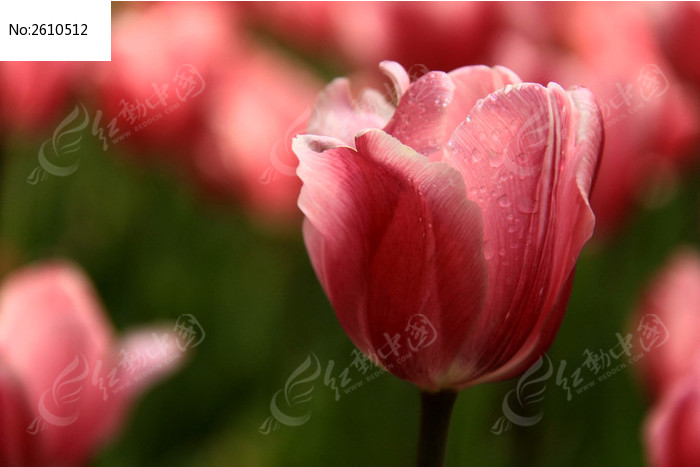 ���������ͼƬ