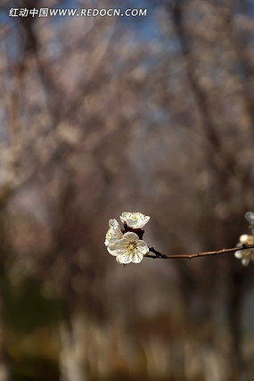 �����°�ɫӣ��