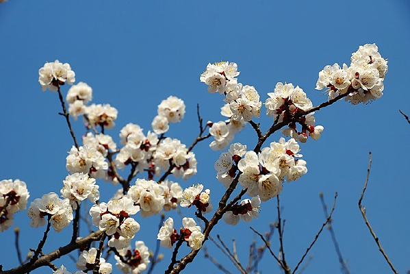 ���ŵ�ӣ��