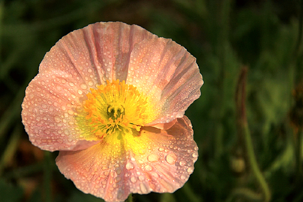 ��ɫ������