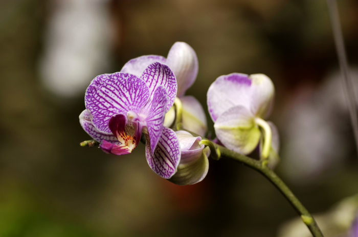 �������ֲ�ͼƬ