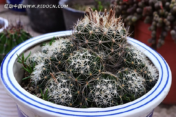 ��������ֲ�ﻨ��