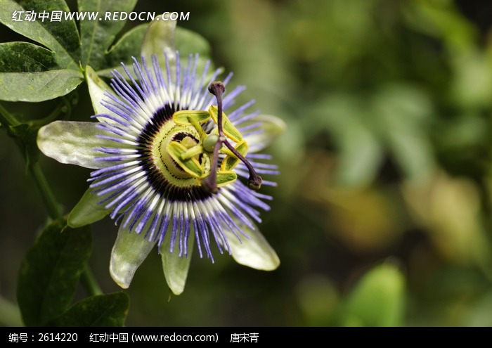 ���ػ����ز�ͼƬ