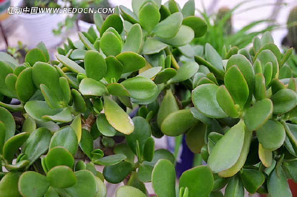 ���ӻ���