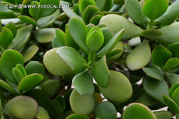 ������ֲ��