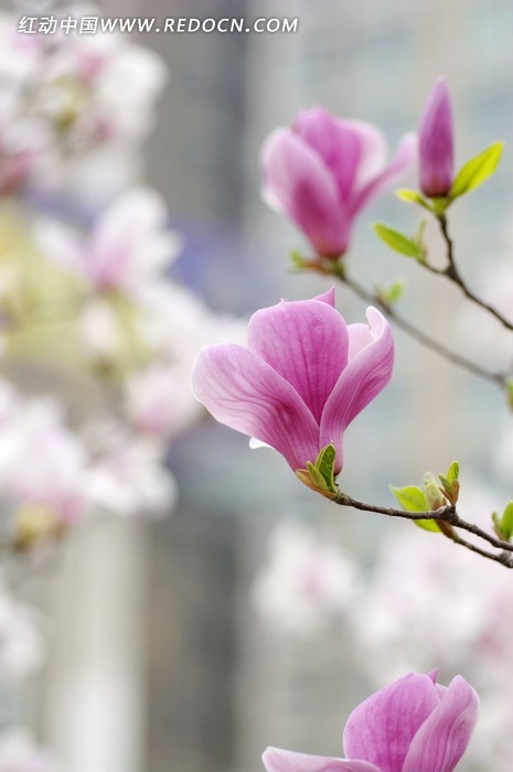 ��������ͼƬ