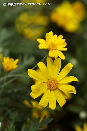 ���ŵ�Ұ��