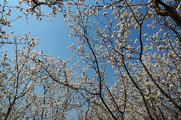 ��ɫӣ����