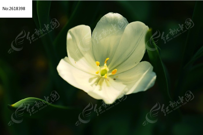 一朵洁白的白色郁金香