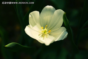 ��׵�һ��������