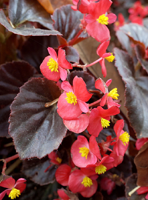 ���ɫ�ļ����Ļ�