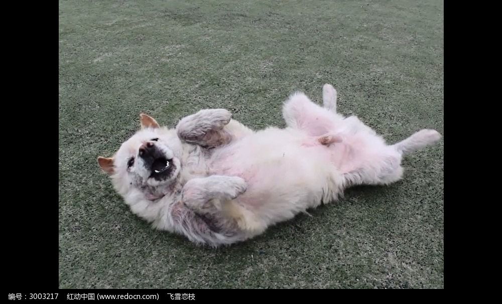 狗躺在绿地上动来 动去固定镜头