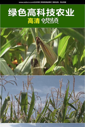 ���׵�����