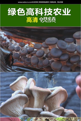 ʳ�þ�����