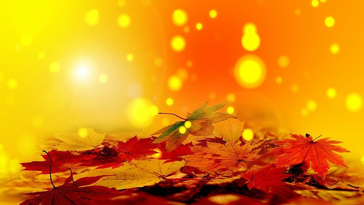 ��Ҷ������Ƶ�ز� mov