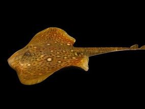 ����3Dģ��