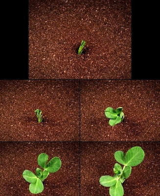 ��ѿ���ٳɳ�ʵ����Ƶ avi