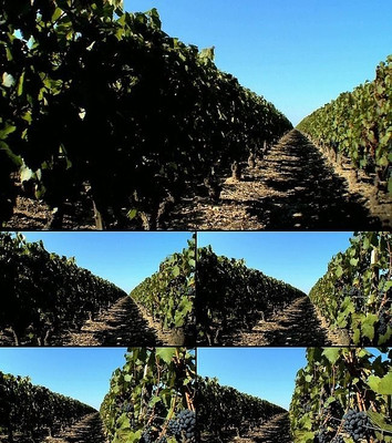 ʵ�ĳ��ŵ�����԰��Ƶ�ز� avi