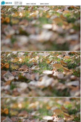 ��Ҷ��Ƶ mov