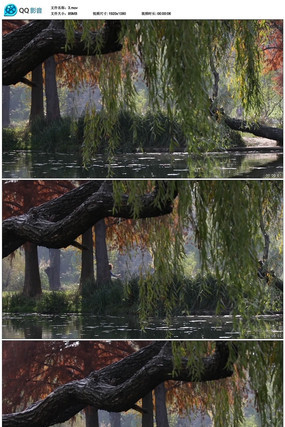 ��ľ��Ƶ�ز� mov