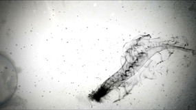 ˮī�й�����̬��Ƶ�ز� mov