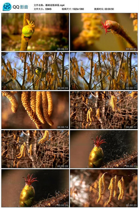 ������۵�����Ƶ�ز�