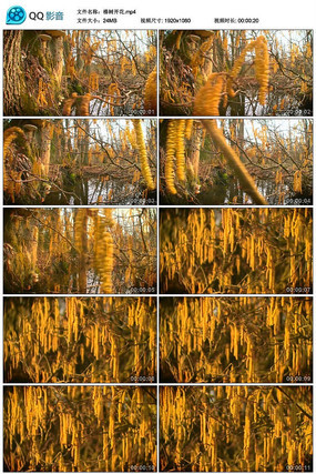 ���������Ƶ�ز�