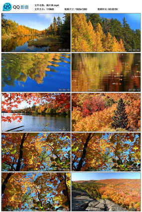 ��Ҷ����Ƶ�ز�