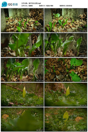 ��������������Ƶ�ز�