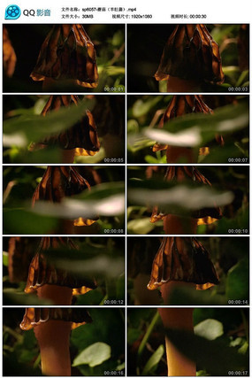 Ģ����Ǿ���Ƶ�ز�