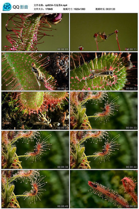 ʳ��ֲ��ëձ̦�Բ�Ӭ��Ƶ�ز�