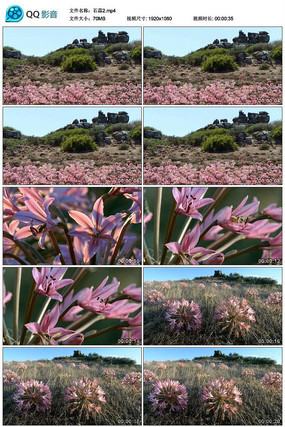 ʯ�⻨��Ƶ�ز�