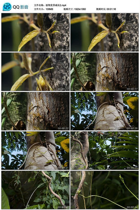 ��״ֲ�﷢ѿ�ɳ���Ƶ�ز�