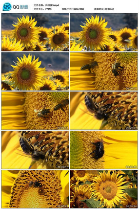 Ψ�����տ���Ƶ�ز�