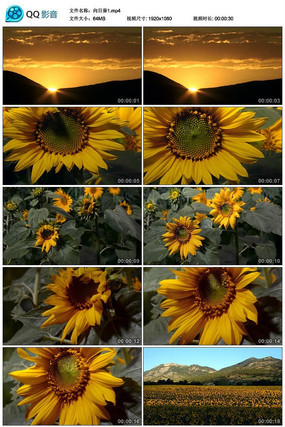 ���տ���Ƶ�ز�